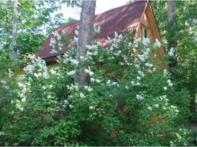 Сдам дачу на лето в городе Санкт-Петербург, фото 1, стоимость: 55 000 руб.