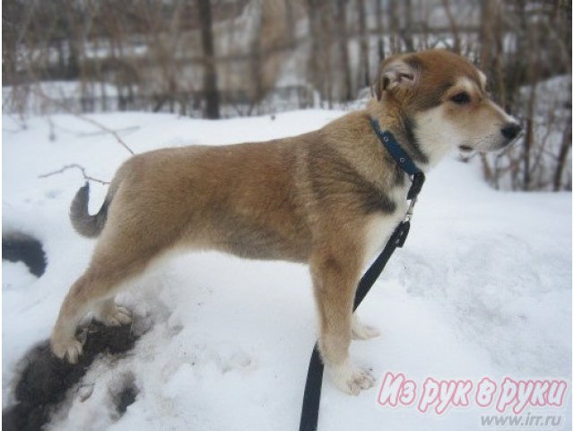 Щенки в дар! в городе Санкт-Петербург, фото 2, Ленинградская область