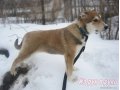 Щенки в дар! в городе Санкт-Петербург, фото 2, стоимость: 0 руб.