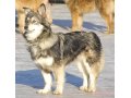 Пропала собака в городе Котельники, фото 1, Московская область