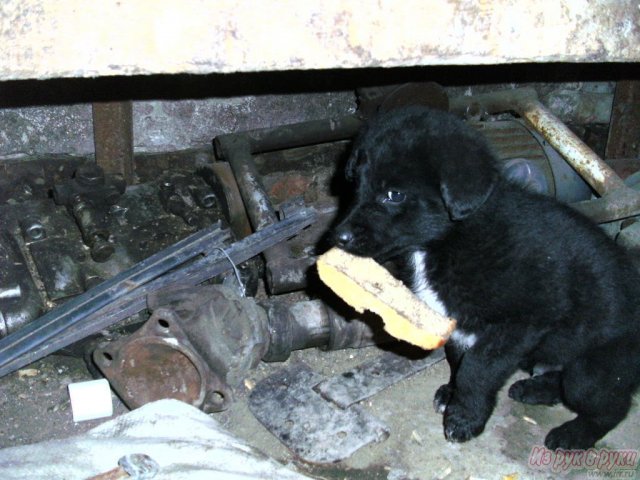 Отдам щенков в добрые руки в городе Пенза, фото 1, Пензенская область