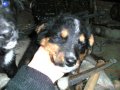 Отдам щенков в добрые руки в городе Пенза, фото 2, стоимость: 10 руб.