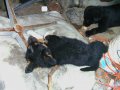 Отдам щенков в добрые руки в городе Пенза, фото 3, Собаки