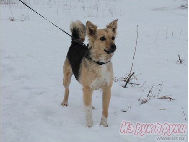 Доброе сердце и преданность в добрые руки в городе Рязань, фото 6, стоимость: 0 руб.