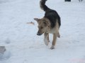 Доброе сердце и преданность в добрые руки в городе Рязань, фото 5, стоимость: 0 руб.