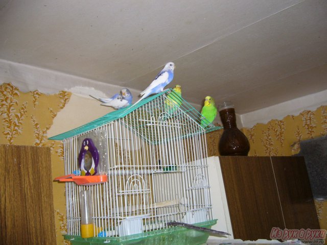 попугаи в городе Киров, фото 1, Птицы