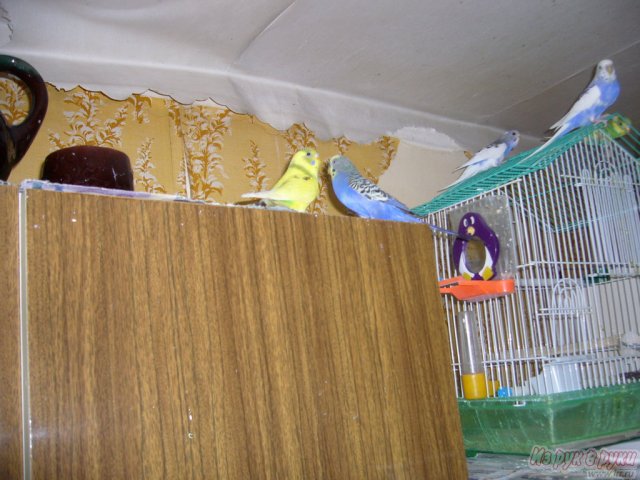 попугаи в городе Киров, фото 2, Калужская область