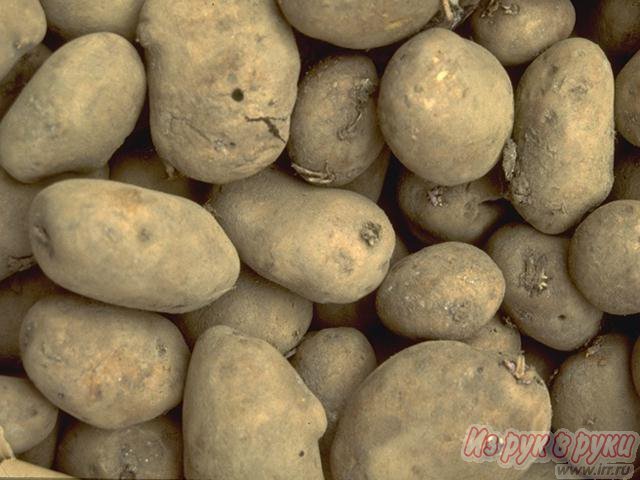 картофель в городе Псков, фото 1, стоимость: 12 руб.