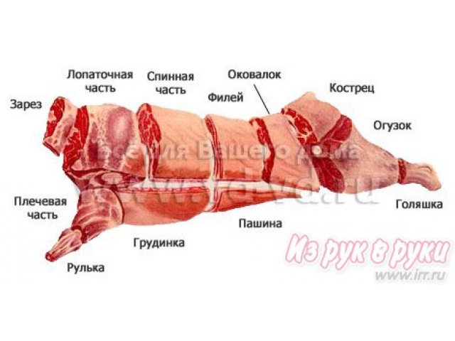 Грудинка где находится у свиньи фото