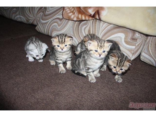Продам породистых котят.  Недорого в городе Рязань, фото 3, Кошки
