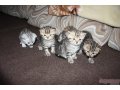Продам породистых котят.  Недорого в городе Рязань, фото 2, стоимость: 4 000 руб.