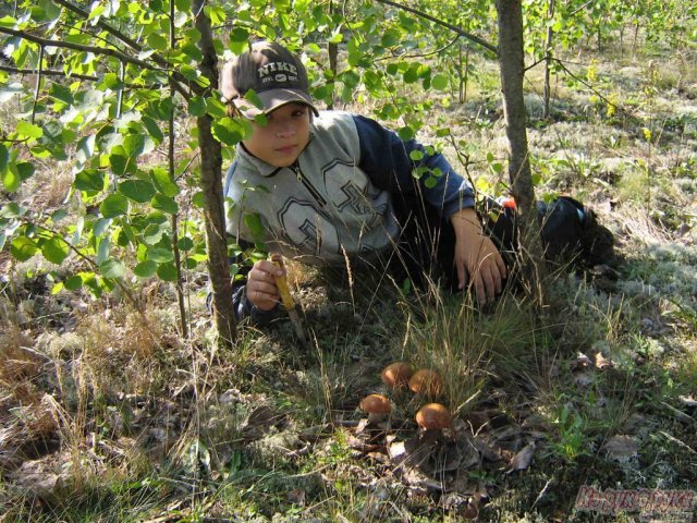 Семейный отдых на деревенской усадьбе в Беларуси c активными развлечениями в городе Смоленск, фото 10, Экскурсии, туры, круизы