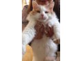Красавец-котик ищет нового хозяина! в городе Солнечногорск, фото 1, Московская область