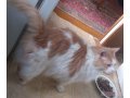 Красавец-котик ищет нового хозяина! в городе Солнечногорск, фото 2, стоимость: 0 руб.