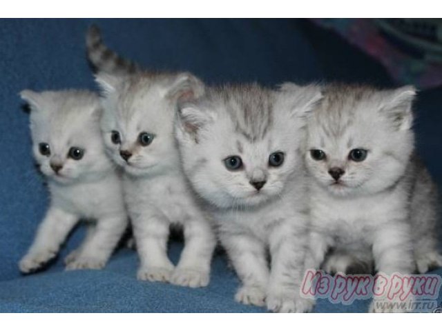Продам британских котят в Рязани в городе Рязань, фото 2, Кошки