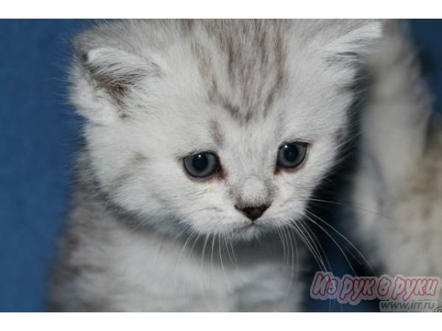 Продам британских котят в Рязани в городе Рязань, фото 4, стоимость: 0 руб.