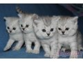 Продам британских котят в Рязани в городе Рязань, фото 2, стоимость: 0 руб.
