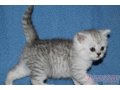 Продам британских котят в Рязани в городе Рязань, фото 3, Кошки