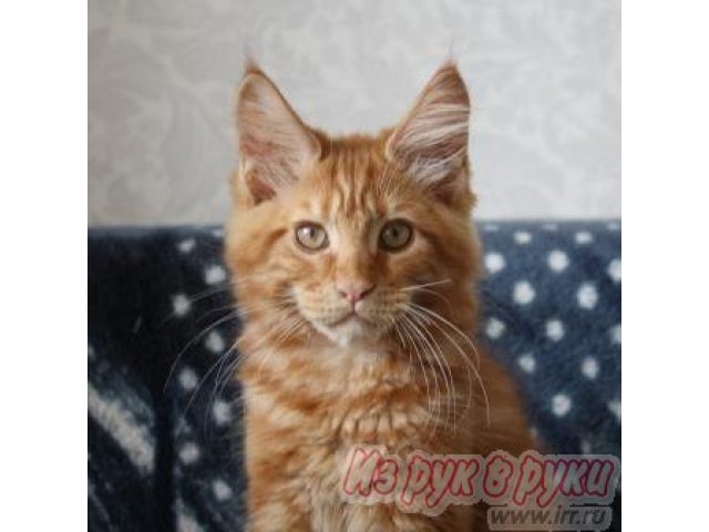 Котята породы мейн-кун в городе Омск, фото 2, Кошки