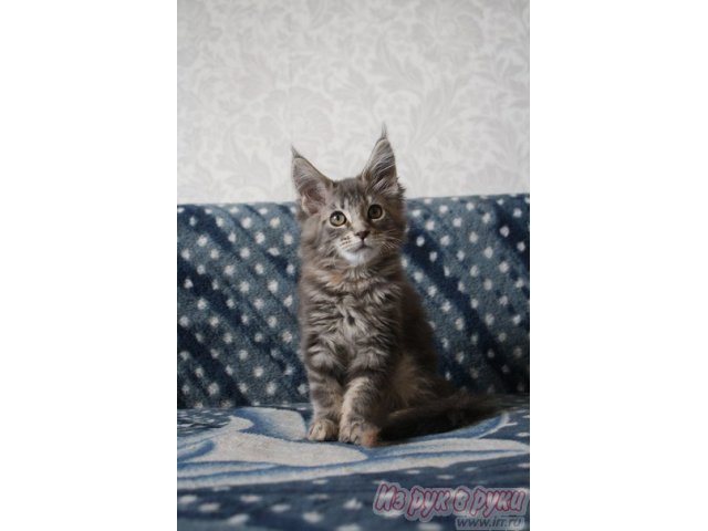 Котята породы мейн-кун в городе Омск, фото 3, Омская область