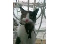 Пропал кот в городе Ульяновск, фото 1, Ульяновская область