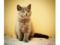 Британский котенок в городе Чебоксары, фото 1, Чувашия