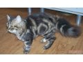 продаю Шотладского котенка в городе Чебоксары, фото 1, Чувашия