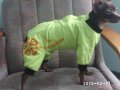 одежда для собак в городе Калининград, фото 3, Собаки
