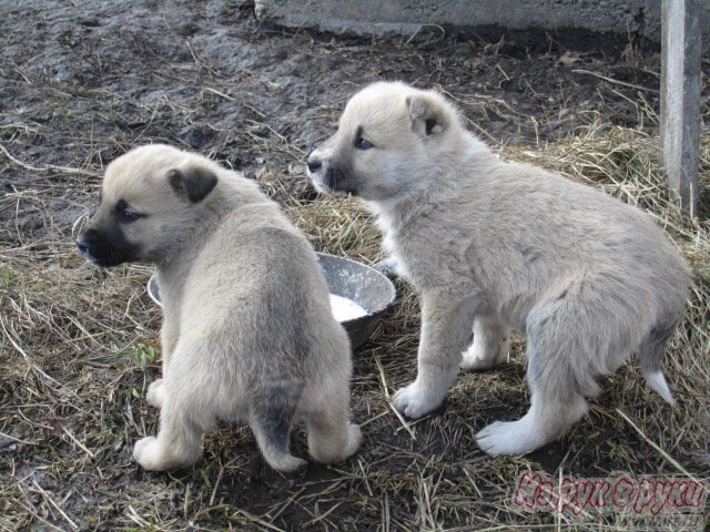 Щенки сторожевой собаки в городе Томск, фото 1, стоимость: 0 руб.