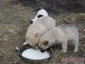 Щенки сторожевой собаки в городе Томск, фото 3, Собаки