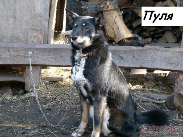 Пуля,  1г в городе Екатеринбург, фото 1, стоимость: 0 руб.