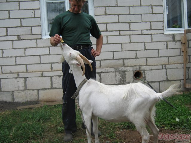 зааненские козлята в городе Советск, фото 2, стоимость: 7 000 руб.