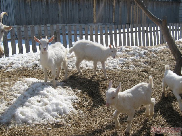 зааненские козлята в городе Советск, фото 3, Другие животные