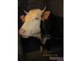 Продается корова и телка в городе Тула, фото 2, стоимость: 0 руб.