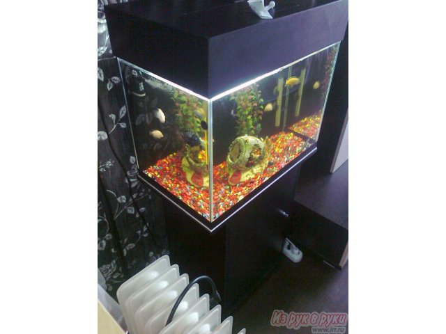 Продам аквариум с рыбками в городе Чебоксары, фото 3, Аквариумные рыбки