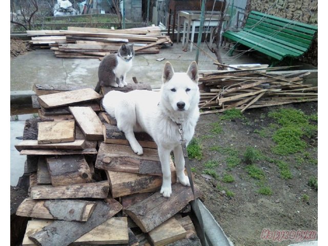 Ищу своего любимца в городе Туапсе, фото 1, Кошки