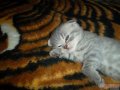 Красивые породистые котята в городе Ульяновск, фото 1, Ульяновская область