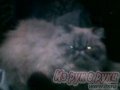 вязка экстримальный перс в городе Рязань, фото 3, Кошки