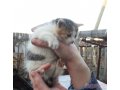 Котенок в надежные руки в городе Щекино, фото 1, Тульская область