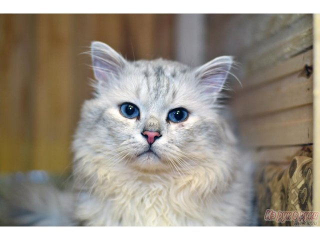 Шикарный кот в поисках дома в городе Йошкар-Ола, фото 3, стоимость: 0 руб.