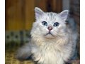 Шикарный кот в поисках дома в городе Йошкар-Ола, фото 5, стоимость: 0 руб.