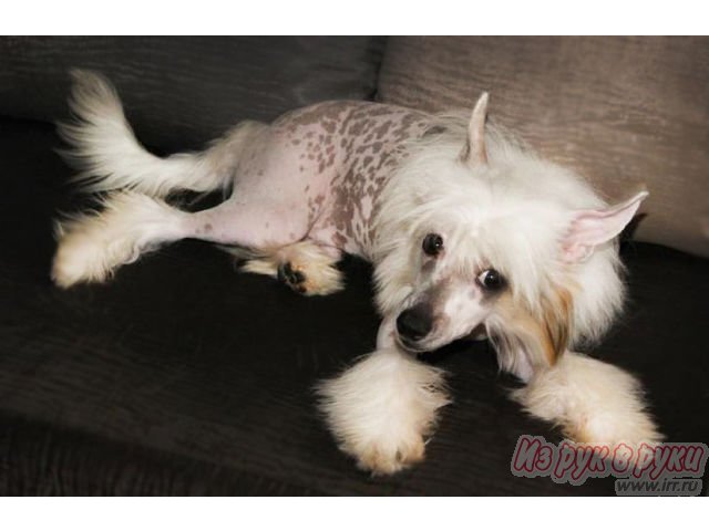 Продаётся шикарный подрощенный щенок китайской хохлатой собаки в городе Владимир, фото 7, Собаки