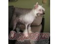 Продаётся шикарный подрощенный щенок китайской хохлатой собаки в городе Владимир, фото 2, стоимость: 15 000 руб.