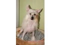 Продаётся шикарный подрощенный щенок китайской хохлатой собаки в городе Владимир, фото 4, Владимирская область