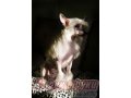 Продаётся шикарный подрощенный щенок китайской хохлатой собаки в городе Владимир, фото 5, стоимость: 15 000 руб.