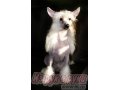 Продаётся шикарный подрощенный щенок китайской хохлатой собаки в городе Владимир, фото 6, Собаки