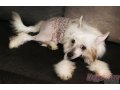 Продаётся шикарный подрощенный щенок китайской хохлатой собаки в городе Владимир, фото 8, стоимость: 15 000 руб.