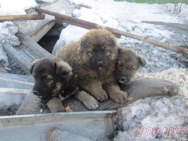 Собачки ищут семью!! Срочно!!! в городе Комсомольск-на-Амуре, фото 3, Собаки