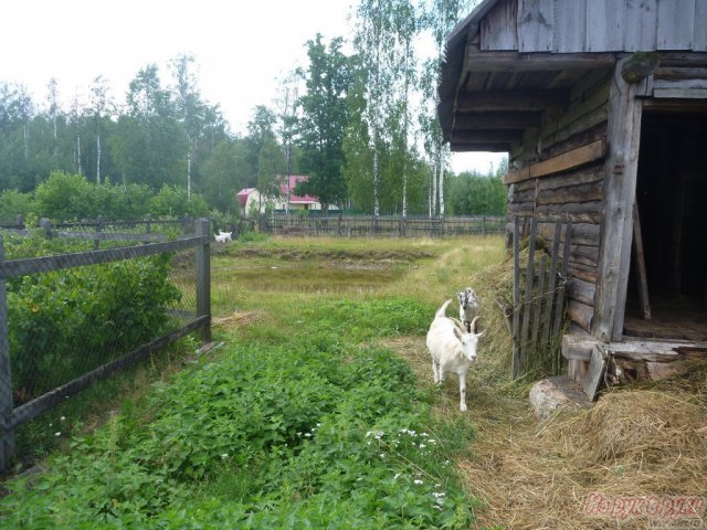 Коттедж 80 кв. м,  Собинский р-н,  Березники с,  площадь участка 33 соток в городе Березники, фото 8, Дачи