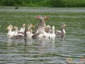 гусята утята цыплята индюшата бройлер в городе Рязань, фото 1, Рязанская область